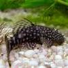 ancistrus
